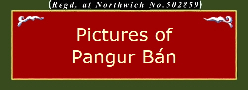 Pictures of
Pangur B�n